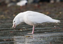 Larus hiperboreus